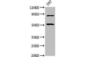 Western Blot Positive WB detected in: U87 whole cell lysate All lanes: BHLHE41 antibody at 6. (BHLHE41 Antikörper  (AA 185-285))