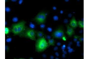 Anti-ATG3 mouse monoclonal antibody (ABIN2454770) immunofluorescent staining of COS7 cells transiently transfected by pCMV6-ENTRY ATG3 (RC203453). (ATG3 Antikörper)