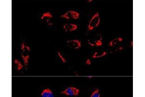 Confocal immunofluorescence analysis of U2OS cells using ATP5A1 Polyclonal Antibody at dilution of 1:100. (ATP5A1 Antikörper)