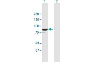 Western Blot analysis of RASAL1 expression in transfected 293T cell line by RASAL1 MaxPab polyclonal antibody.