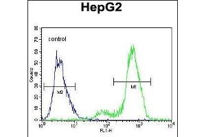 SUV4-20H1 Antibody (C-term)  flow cytometric analysis of HepG2 cells (right histogram) compared to a negative control cell (left histogram). (SUV420H1 Antikörper  (C-Term))
