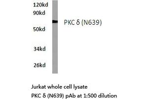 Western blot (WB) analyzes of PKC δ antibody in extracts from Jurkat cells. (PKC delta Antikörper)