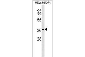 Western blot analysis in MDA-MB231 cell line lysates (35ug/lane). (HEYL Antikörper  (N-Term))