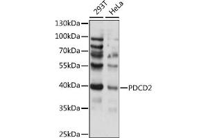 Western blot analysis of extracts of various cell lines, using PDCD2 antibody (ABIN7269541) at 1:1000 dilution. (PDCD2 Antikörper  (AA 1-344))