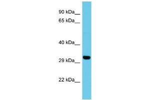 Host: Rabbit Target Name: ATP5SL Sample Type: HepG2 Whole Cell lysates Antibody Dilution: 1. (ATP5SL Antikörper  (N-Term))