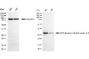 Western blotting analysis using DNA damage inducible transcript 3 antibody (ABIN7798369). (Rekombinanter DDIT3 Antikörper)