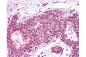 Anti-PTPRA antibody IHC of human breast, epithelium. (PTPRA Antikörper  (Cytoplasmic Domain))