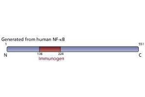 Image no. 3 for anti-Nuclear Factor-kB p65 (NFkBP65) (AA 136-224) antibody (ABIN968223) (NF-kB p65 Antikörper  (AA 136-224))