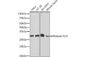 Western blot analysis of extracts of various cell lines, using Histone H1. (Histone H1 Antikörper)
