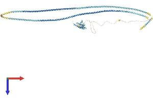 CCDC46 Protein (AA 1-954) (His tag)