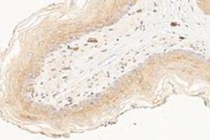 Immunohistochemistry analysis of paraffin-embedded rat esophagus using,KCNK7 (ABIN7075149) at dilution of 1: 1200