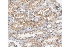 ABIN6266671 at 1/100 staining human Kidney tissue sections by IHC-P. (Urocortin Antikörper  (Internal Region))