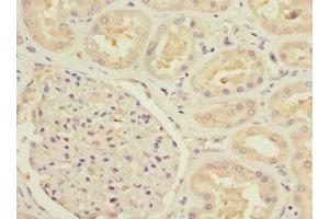 Immunohistochemistry of paraffin-embedded human kidney tissue using ABIN7160191 at dilution of 1:100