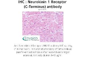 Image no. 1 for anti-Tachykinin Receptor 1 (TACR1) (C-Term) antibody (ABIN1737292) (TACR1 Antikörper  (C-Term))
