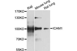 Western blot analysis of extracts of various cell lines, using ICAM1 antibody (ABIN1876800) at 1:1000 dilution. (ICAM1 Antikörper)