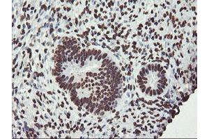 Image no. 5 for anti-F-Box Protein 21 (FBXO21) antibody (ABIN1498233) (FBXO21 Antikörper)