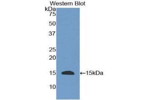 Western Blotting (WB) image for anti-Epidermal Growth Factor (EGF) (AA 367-489) antibody (ABIN3208389) (EGF Antikörper  (AA 367-489))