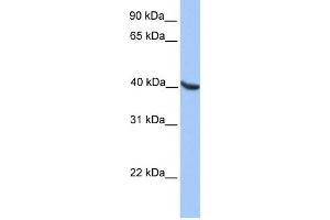 WB Suggested Anti-OLIG2 Antibody Titration:  0. (OLIG2 Antikörper  (N-Term))
