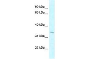 Image no. 1 for anti-Dehydrogenase/reductase (SDR Family) X-Linked (DHRSX) (AA 32-81) antibody (ABIN6747815) (DHRSX Antikörper  (AA 32-81))