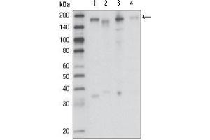 Western Blot showing RON antibody used against HCC827 (1), HT-29 (2), HCT-116 (3) and BxPC-3 (4) cell lysate. (MST1R Antikörper  (AA 210-320))