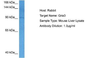 Host: Rabbit Target Name: GRIA3 Sample Tissue: Mouse Liver Antibody Dilution: 1ug/ml (Glutamate Receptor 3 Antikörper  (N-Term))