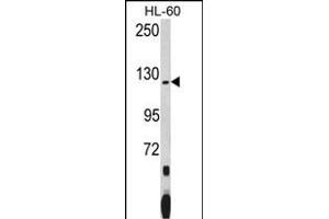 Western blot analysis of PUM1 (Human N-term) (ABIN392129 and ABIN2841869) in HL-60 cell line lysates (35 μg/lane).