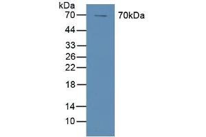 Figure. (PTGS1 Antikörper  (AA 367-599))