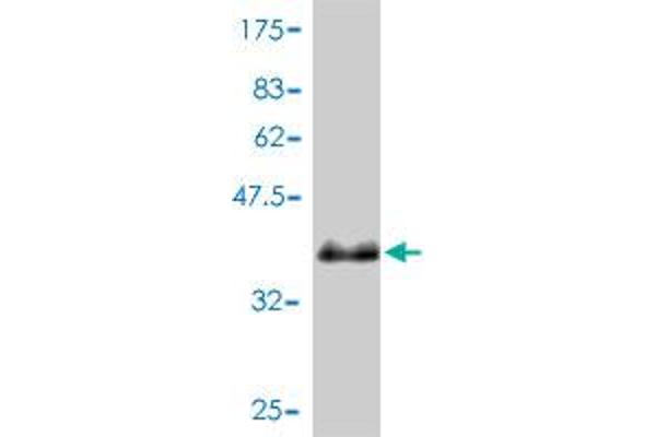 PEN2 Antikörper  (AA 1-101)