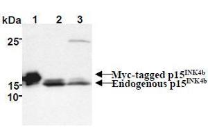 Western Blotting (WB) image for anti-Cyclin-Dependent Kinase Inhibitor 2B (p15, Inhibits CDK4) (CDKN2B) antibody (ABIN1449282) (CDKN2B Antikörper)