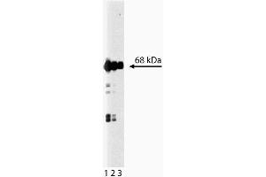 Western blot analysis of Munc-18 on a rat cerebrum lysate.
