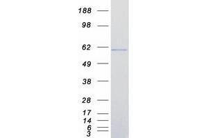 Western Blotting (WB) image for Interferon Regulatory Factor 7 (IRF7) (Transcript Variant A) protein (Myc-DYKDDDDK Tag) (ABIN2723811)