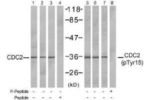 Image no. 1 for anti-Cyclin-Dependent Kinase 1 (CDK1) (pTyr15) antibody (ABIN196997) (CDK1 Antikörper  (pTyr15))