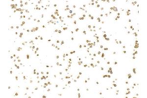 Immunocytochemistry (ICC) image for anti-Protein tyrosine Phosphatase, Receptor Type, C (PTPRC) (C-Term) antibody (ABIN7454030)