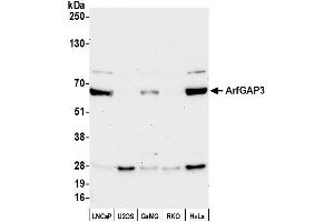 Western Blotting (WB) image for anti-ADP-Ribosylation Factor GTPase Activating Protein 3 (ARFGAP3) (AA 466-516) antibody (ABIN7451638)