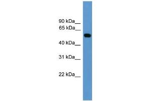 WB Suggested Anti-CALR  Antibody Titration: 0. (Calreticulin Antikörper  (Middle Region))