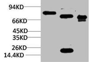 Western blot analysis of 1) Rat BrainTissue, 2)Mouse Brain Tissue, 3) HepG2 with KCNN2(SK2) Rabbit pAb diluted at 1:2,000. (KCNN2 Antikörper)