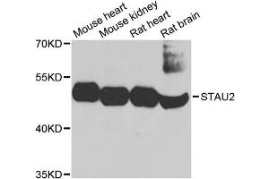 Western blot analysis of extracts of various cell lines, using STAU2 antibody (ABIN1874974) at 1:1000 dilution. (Double-stranded RNA-binding protein Staufen homolog 2 (STAU2) Antikörper)