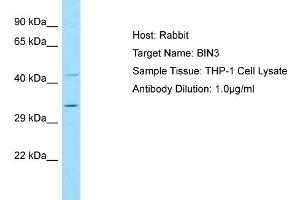 Host: RabbitTarget Name: BIN3Antibody Dilution: 1. (BIN3 Antikörper  (N-Term))
