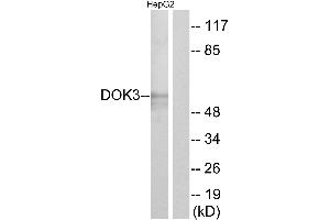 Western blot analysis of extracts from HepG2 cells, using DOK3 antibody. (DOK3 Antikörper)
