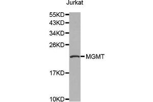 Western blot analysis of extracts of Jurkat cell line, using MGMT antibody. (MGMT Antikörper  (AA 1-207))