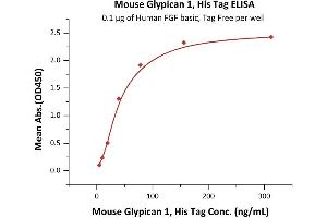 Immobilized Human FGF basic, Tag Free (ABIN2444057,ABIN2180650,ABIN2180649) at 1 μg/mL (100 μL/well) can bind Mouse Glypican 1, His Tag (ABIN6923156,ABIN6938869) with a linear range of 5-78 ng/mL (QC tested).