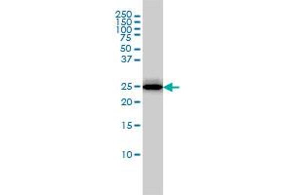 RGS2 antibody  (AA 111-211)