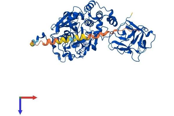 GALNT12 Protein (AA 1-581) (His tag)