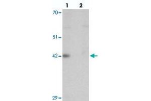 Western blot analysis of DPAGT1 in mouse kidney tissue with DPAGT1 polyclonal antibody  at 1 ug/mL in (lane 1) the absence and (lane 2) the presence of blocking peptide. (DPAGT1 Antikörper  (N-Term))