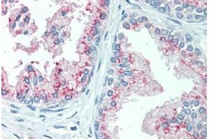 Anti-KIAA1324 antibody  ABIN960788 IHC staining of human prostate. (ELAPOR1 Antikörper  (N-Term))