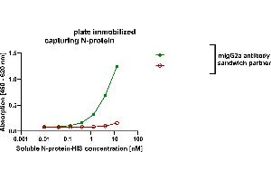 ELISA image for anti-SARS-CoV-2 Nucleocapsid (SARS-CoV-2 N) (Whole Molecule) antibody (ABIN7581774)