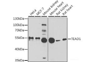 Western blot analysis of extracts of various cell lines using TEAD1 Polyclonal Antibody at dilution of 1:1000. (TEAD1 Antikörper)