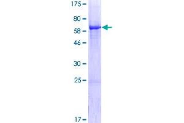 NIF3L1 Protein (AA 1-350) (GST tag)