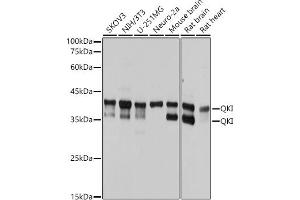 Western blot analysis of extracts of various cell lines, using QKI antibody (ABIN7269699) at 1:1000 dilution. (QKI Antikörper)