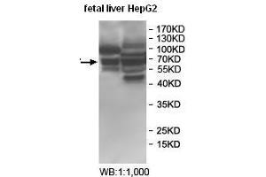 Western blot analysis of fetal liver and HepG2 cell lysate, using BTNL2 antibody. (BTNL2 Antikörper)